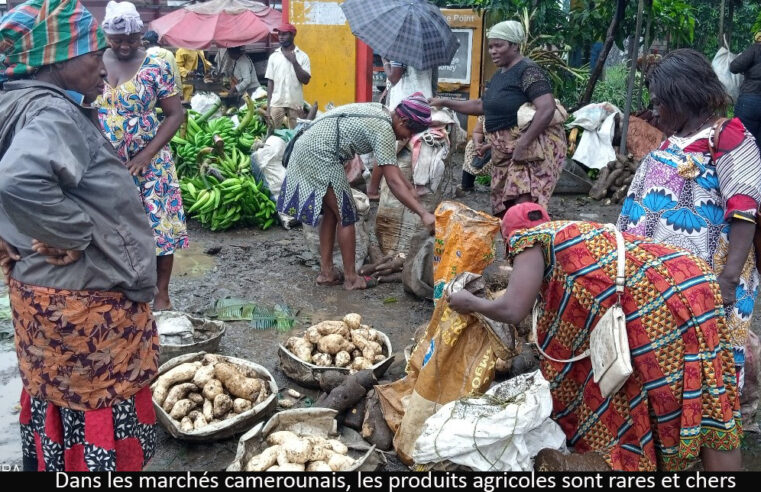 Produits locaux : le paradoxe des marchés camerounais