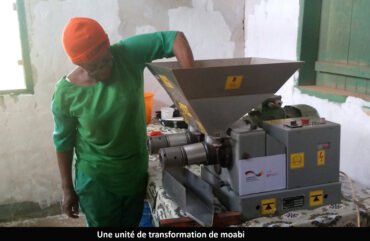 Produits forestiers non ligneux : le moabi sort progressivement de l’informel à l’Est