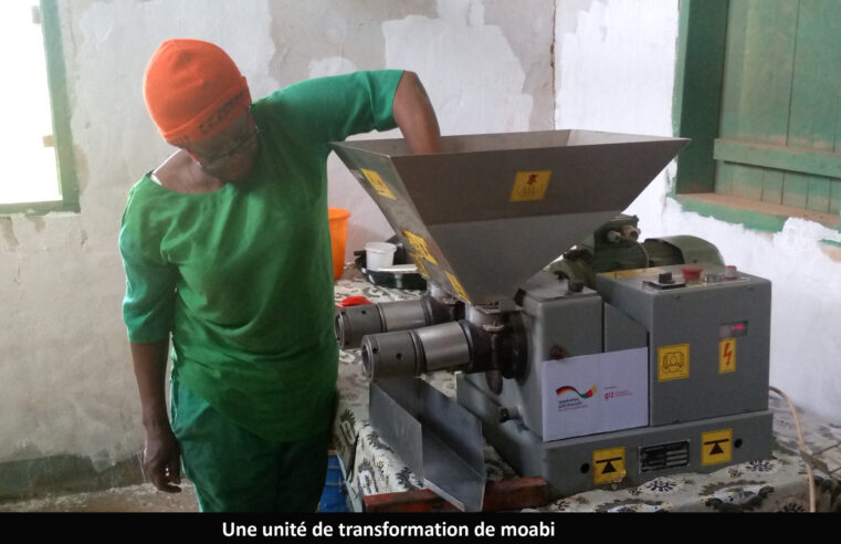 Produits forestiers non ligneux : le moabi sort progressivement de l’informel à l’Est
