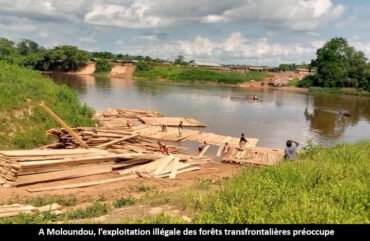 Est : le trafic de bois prend de l’ampleur à Moloundou