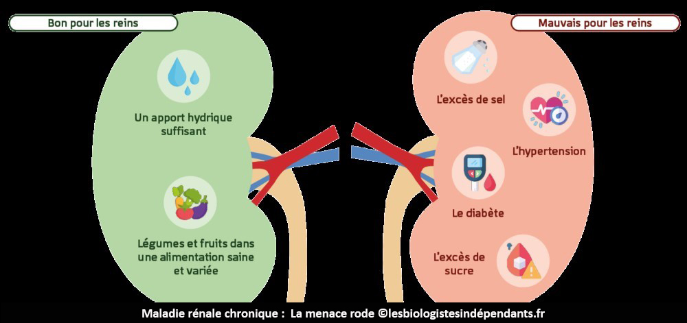 Maladie rénale chronique : La menace persiste au Cameroun