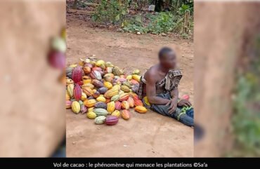 Vol de cacao : Une menace croissante dans le Mbam et Kim et la Lekié