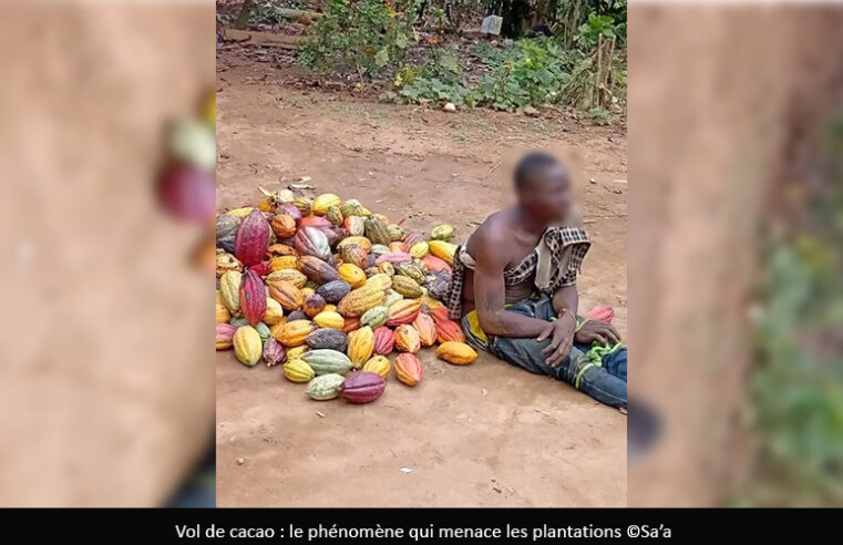 Vol de cacao : Une menace croissante dans le Mbam et Kim et la Lekié