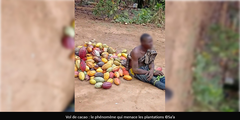 Vol de cacao : Une menace croissante dans le Mbam et Kim et la Lekié