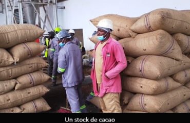 Ouest : le Haut-Nkam produit 3 mille tonnes de cacao en 2024-2025