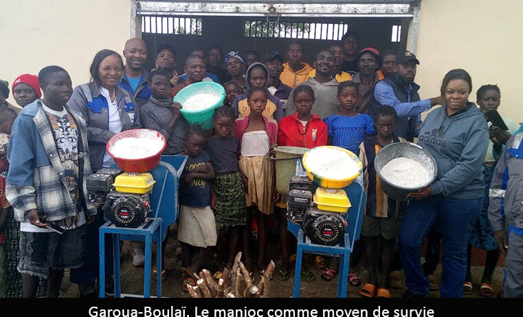 Est : le manioc, levier d’autonomisation des producteurs de Garoua-Boulaï