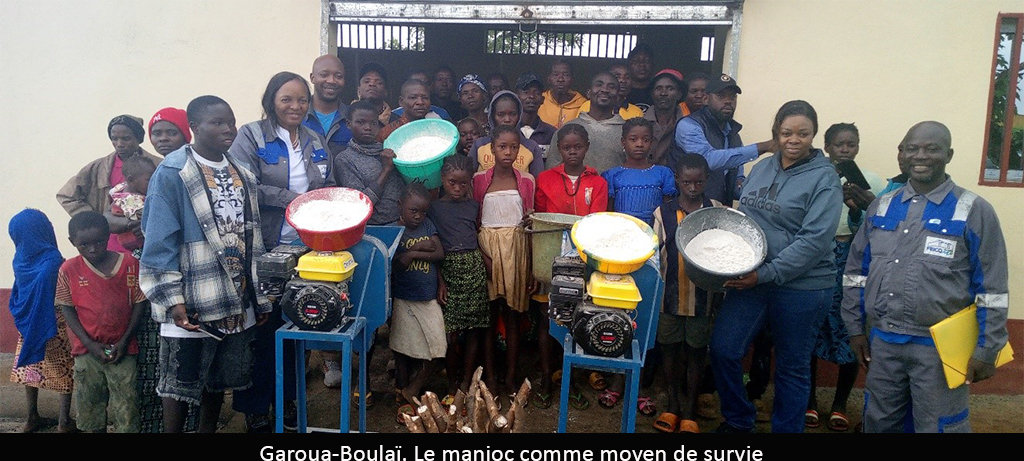 Est : le manioc, levier d’autonomisation des producteurs de Garoua-Boulaï