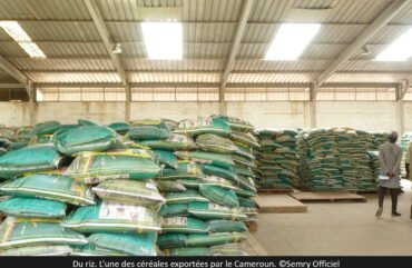 Consommation : Le paradoxe des céréales camerounaises