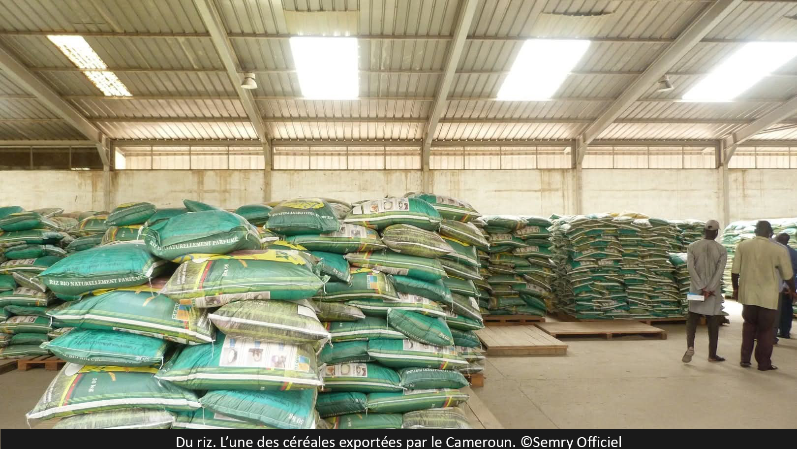 Consommation : Le paradoxe des céréales camerounaises