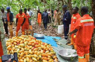Cacao : la production toujours abondante malgré la chute du prix