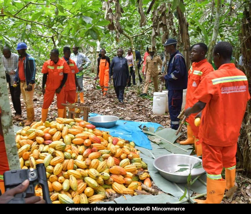 Cacao : la production toujours abondante malgré la chute du prix