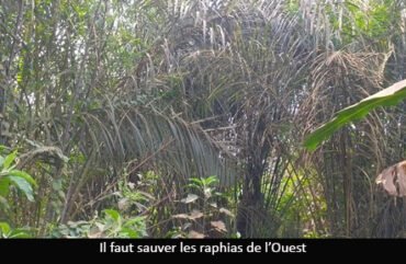 Ouest : Des initiatives locales pour freiner la disparition des raphias