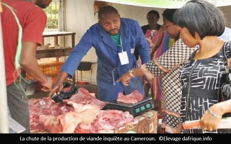 Viande : La production en baisse de 4,1% au deuxième semestre 2025