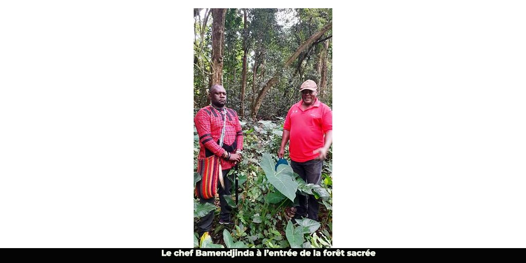 Forêts sacrées : vers la restauration de près de 30 hectares à l’Ouest