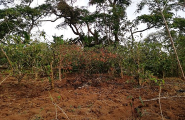 Caféiculture : 7 750 tonnes de café perdues en 45 ans dans la Menoua.
