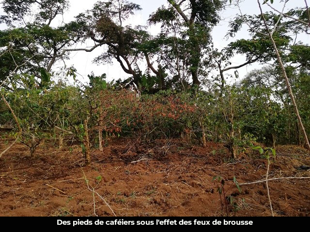 Caféiculture : 7 750 tonnes de café perdues en 45 ans dans la Menoua.