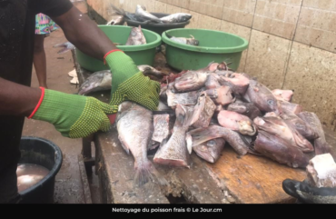 Importations de poisson : le Cameroun dépense un peu plus de 900 milliards F Cfa en cinq ans.