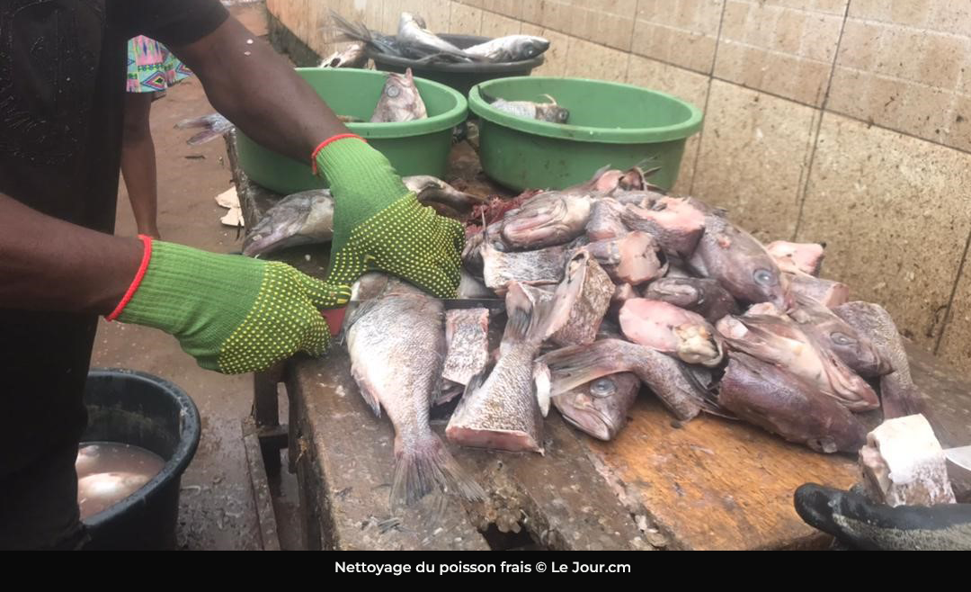 Importations de poisson : le Cameroun dépense un peu plus de 900 milliards F Cfa en cinq ans.
