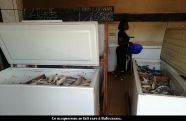 Consommation : Le maquereau hors de portée à Bafoussam