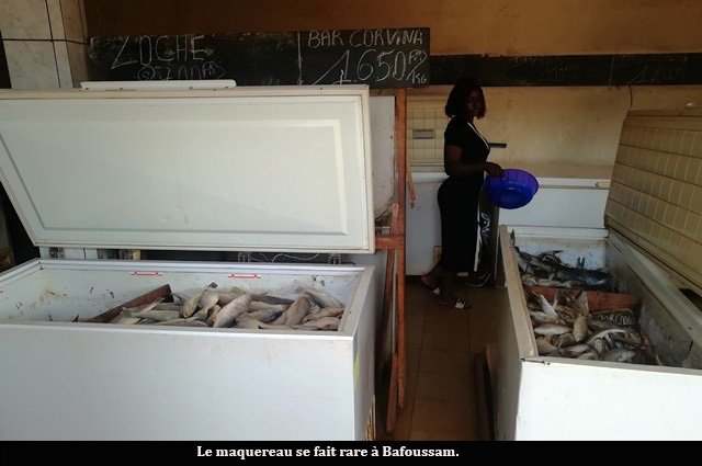 Consommation : Le maquereau hors de portée à Bafoussam