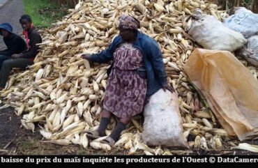 Agriculture : chute des prix du maïs, des producteurs aux abois à l&rsquo;Ouest
