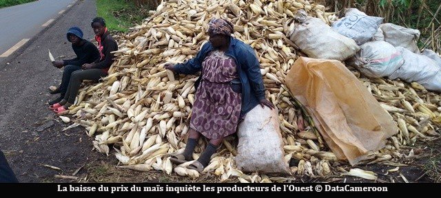 Agriculture : chute des prix du maïs, des producteurs aux abois à l&rsquo;Ouest