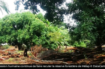 Déforestation : plus de 56 % de la réserve de Mélap dégradés en 24 ans