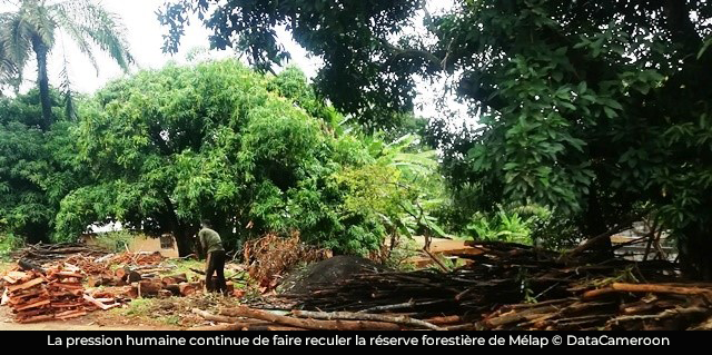 Déforestation : plus de 56 % de la réserve de Mélap dégradés en 24 ans