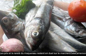 Yaoundé : le maquereau de retour, mais les prix toujours élevés