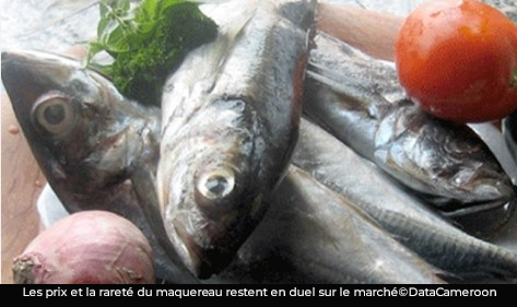 Yaoundé : le maquereau de retour, mais les prix toujours élevés