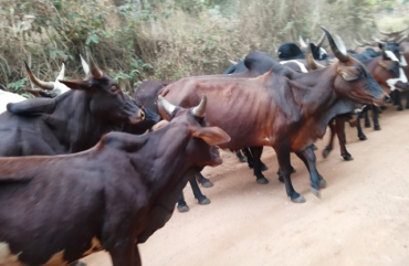 Viande de bœuf : Flambée du prix du kilogramme à Bafoussam