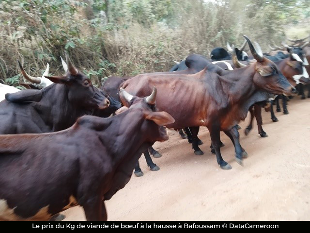 Viande de bœuf : Flambée du prix du kilogramme à Bafoussam