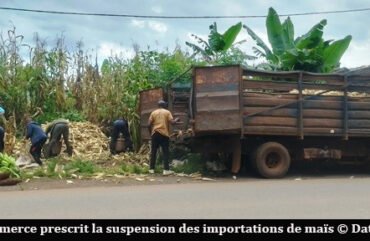 Crise du maïs : vers une suspension des importations pour sauver la filière locale