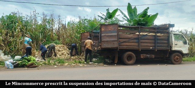 Crise du maïs : lvers une suspension des importations pour sauver la filière locale.