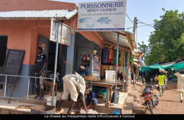Garoua : le maquereau se fait rare