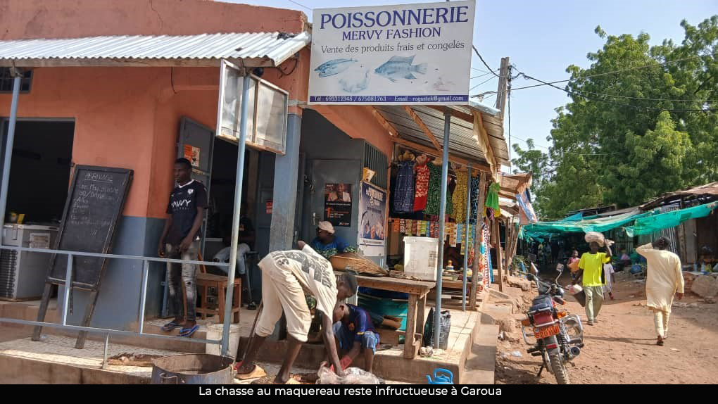 Garoua : le maquereau se fait rare