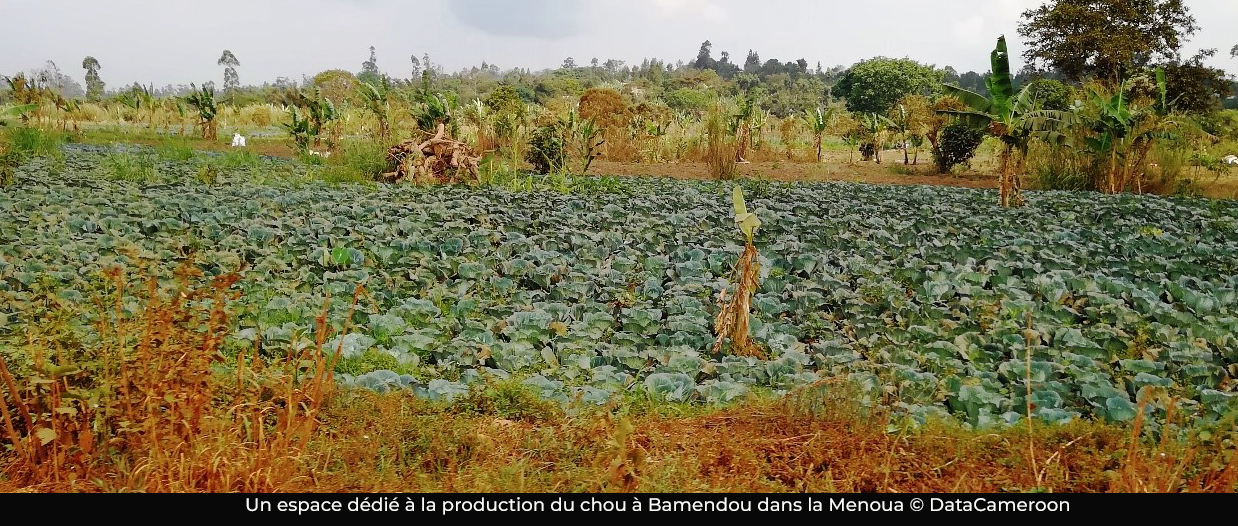 Vie chère : à l’Ouest, le coût du chou passe du simple au double