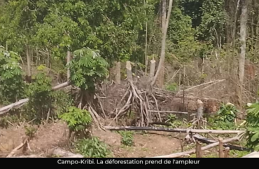 Déforestation : quand la forêt ne nourrit plus à Campo-Kribi