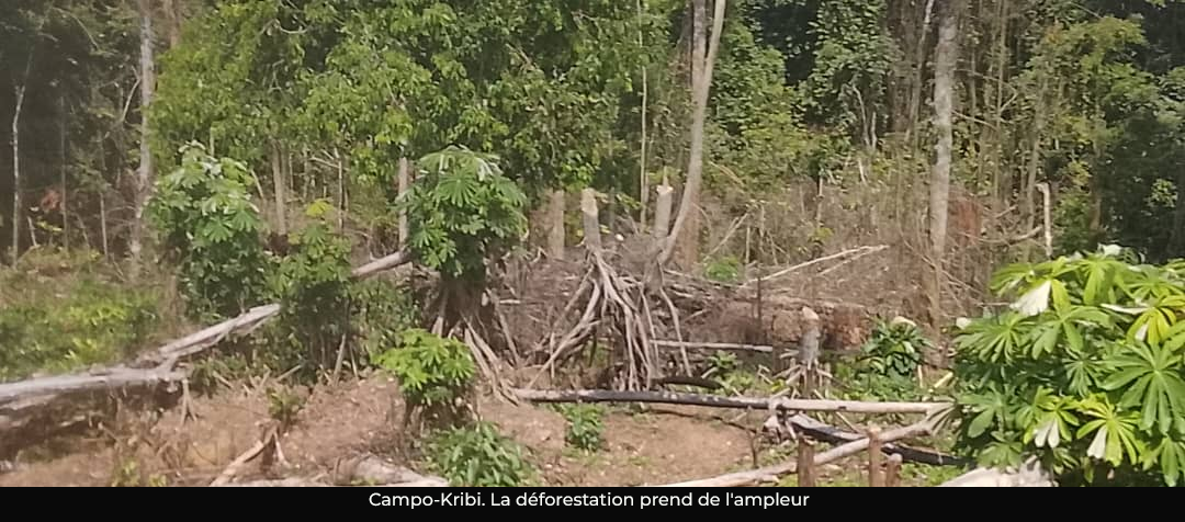 Déforestation : quand la forêt ne nourrit plus à Campo-Kribi