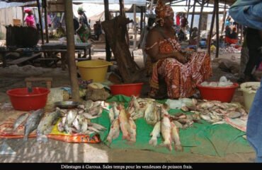 Garoua : les délestages perturbent le marché du poisson frais
