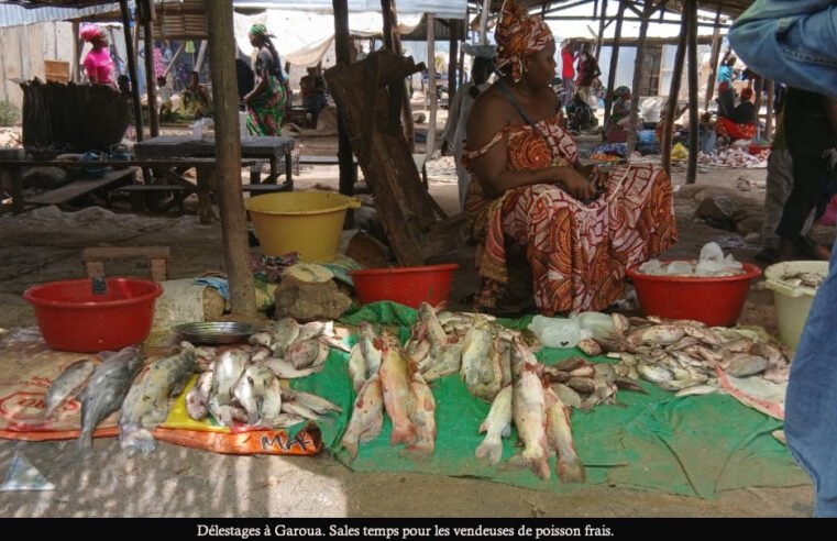 Garoua : les délestages perturbent le marché du poisson frais