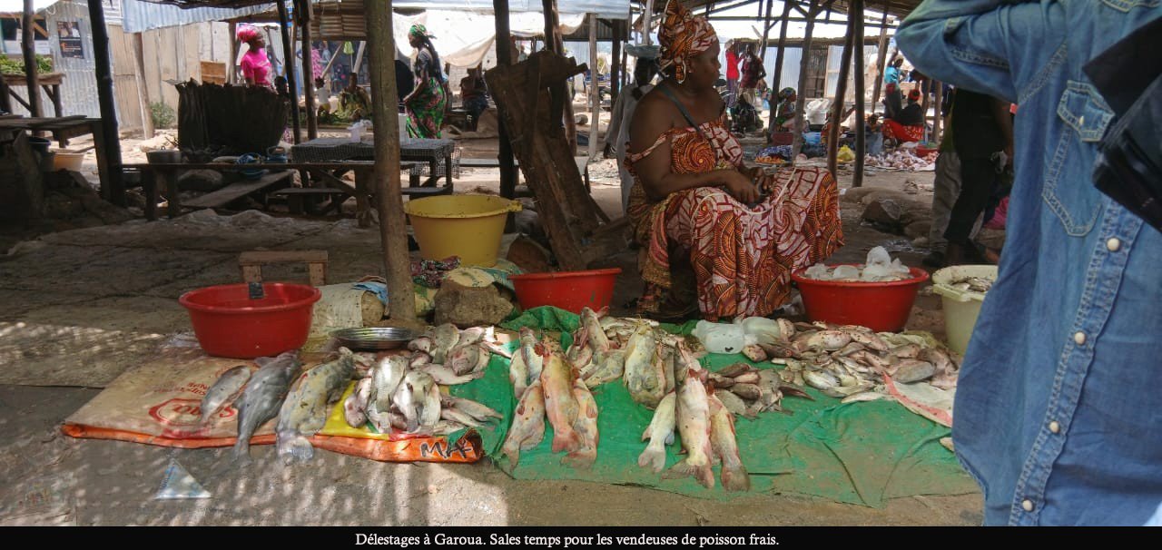 Garoua : les délestages perturbent le marché du poisson frais