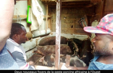 Peste porcine africaine : de nouveaux foyers inquiètent les éleveurs à l’Ouest