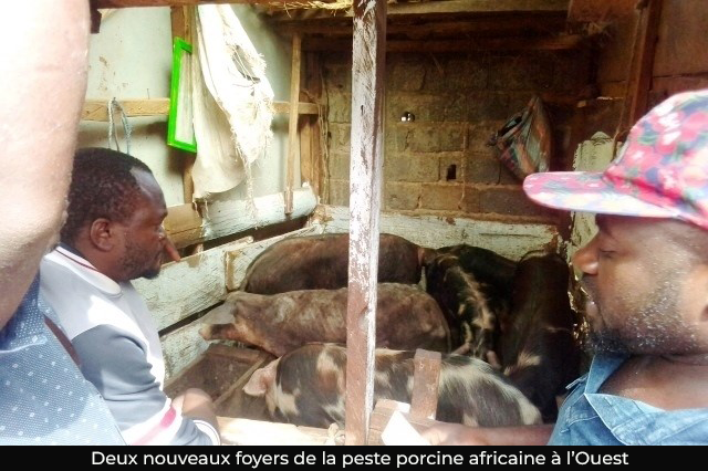 Peste porcine africaine : de nouveaux foyers inquiètent les éleveurs à l’Ouest