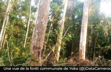 Marché du Carbone : Le Cameroun perd environ 37 200 milliards Fcfa chaque année depuis 2020