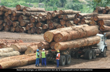 Cameroun-Congo : plus de 3 millions d’hectares de forêt perdus en 25 ans