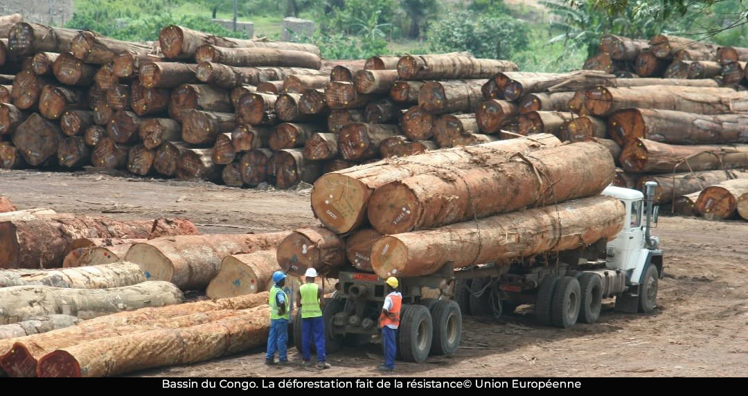 Cameroun-Congo : plus de 3 millions d’hectares de forêt perdus en 25 ans