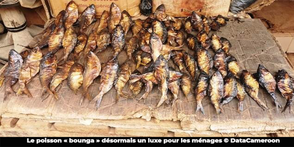 Hareng fumé : la flambée des prix vide les paniers des ménages à l’Ouest