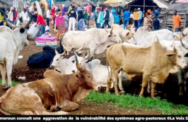 Elévage: 410 animaux morts au premier trimestre 2026 au Cameroun