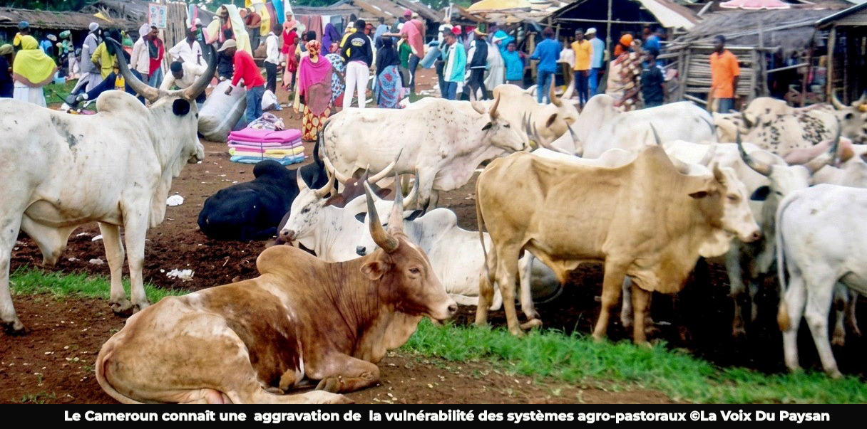 Elévage: 410 animaux morts au premier trimestre 2026 au Cameroun